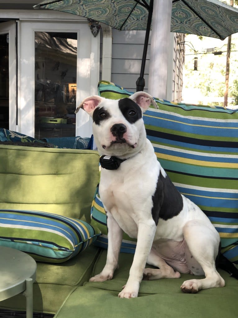 Gertrude (Gertie), an American Bully tested with EmbarkVet.com