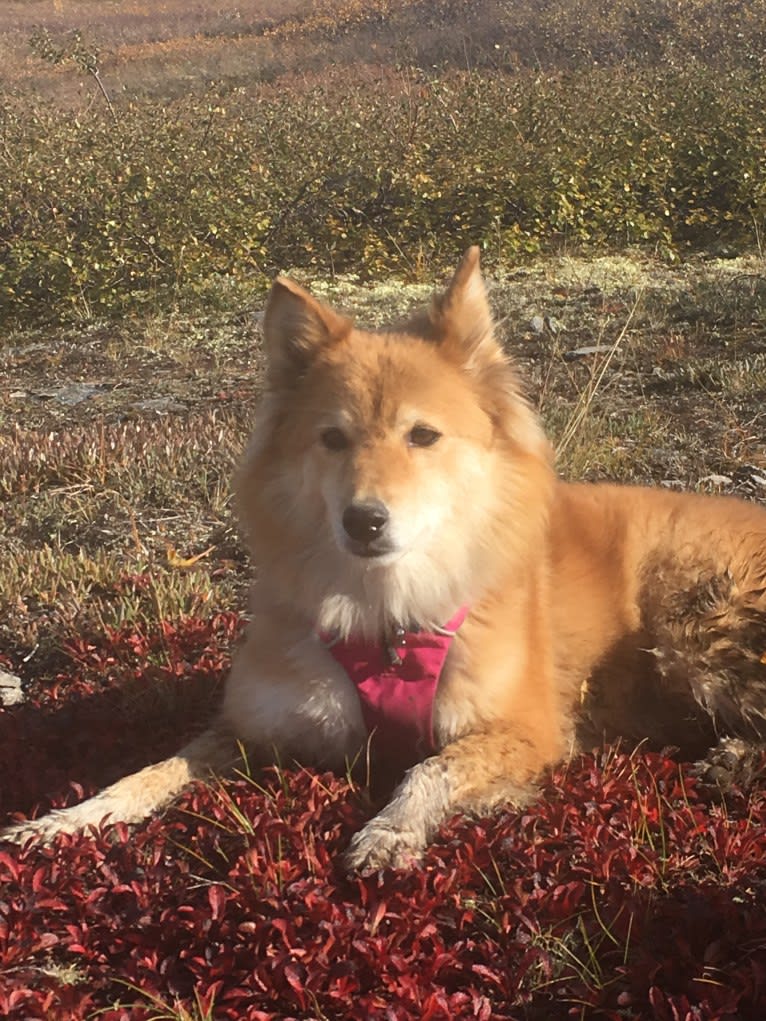 Asmodeus, a Shiba Inu and Shetland Sheepdog mix tested with EmbarkVet.com