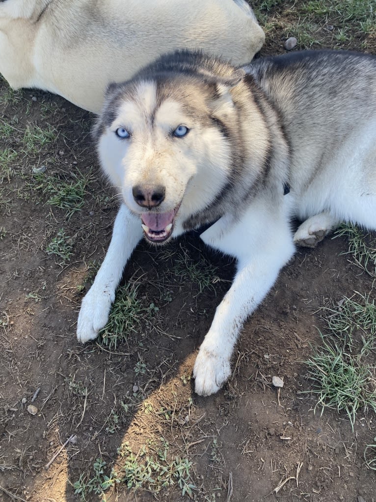 Gus, a Siberian Husky and Alaskan Malamute mix tested with EmbarkVet.com