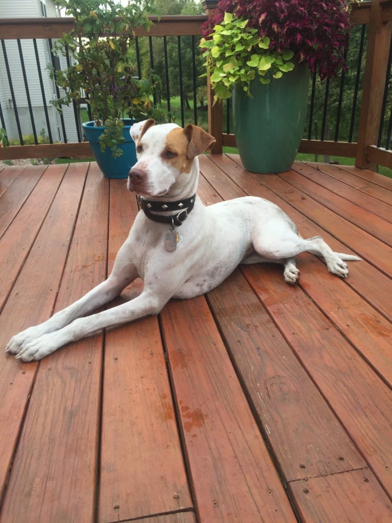 Freckles, an American Pit Bull Terrier and Chow Chow mix tested with EmbarkVet.com