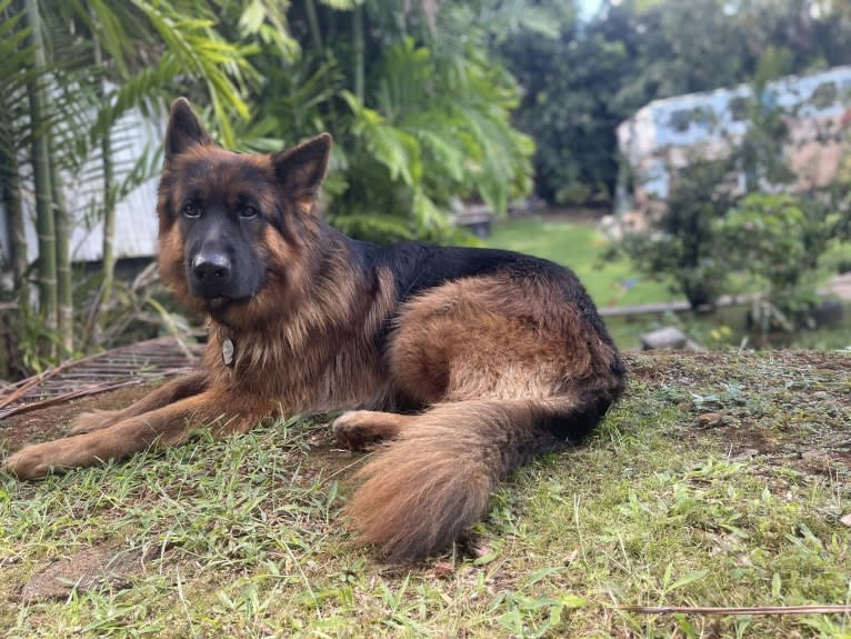 Koa, a German Shepherd Dog tested with EmbarkVet.com