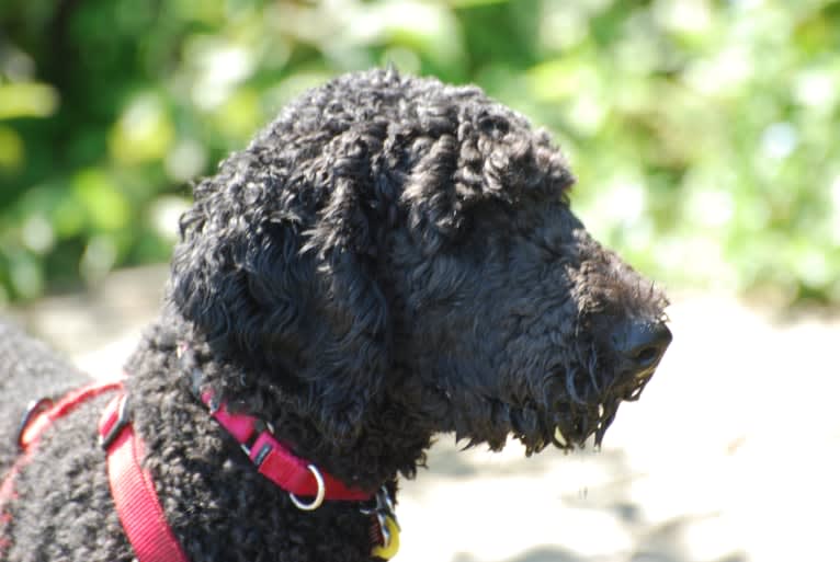 Tynan, a Poodle (Standard) and Labrador Retriever mix tested with EmbarkVet.com