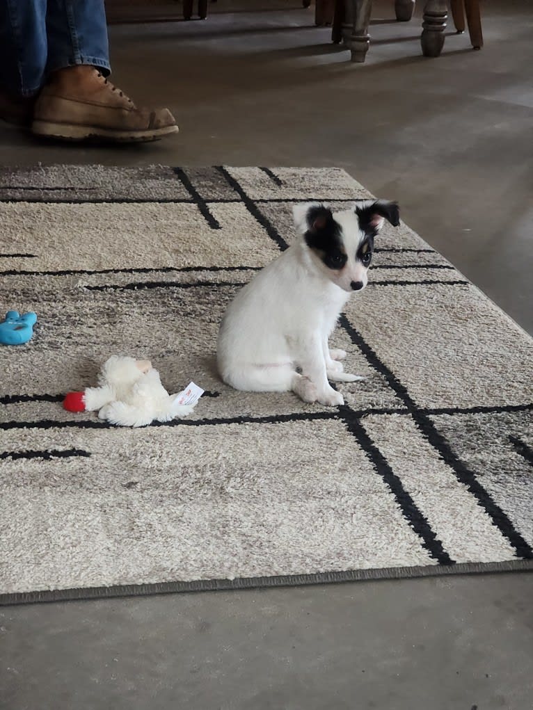 Shelby, a Papillon tested with EmbarkVet.com