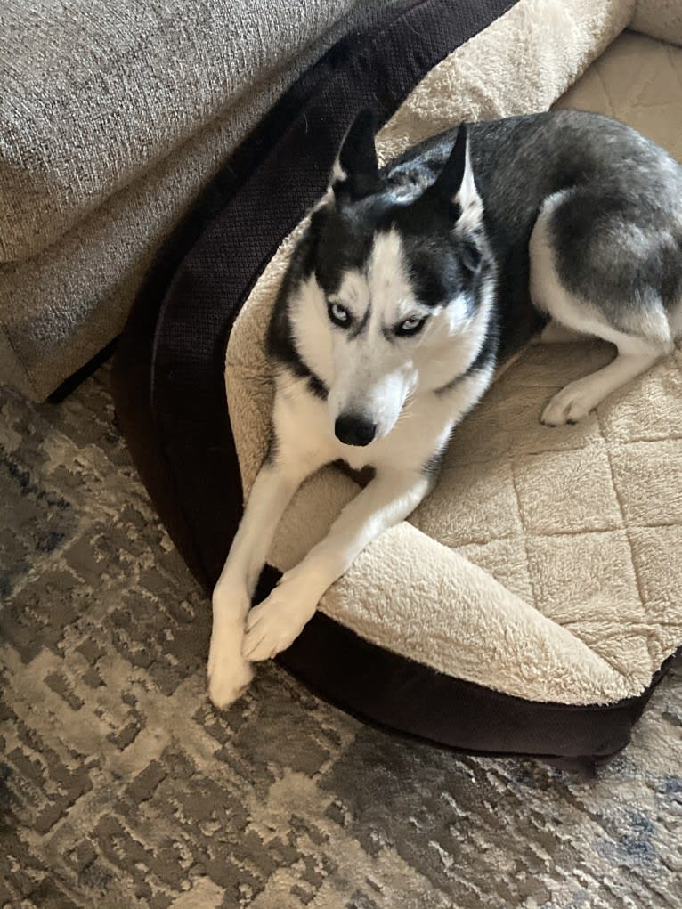 Bella, a Siberian Husky tested with EmbarkVet.com