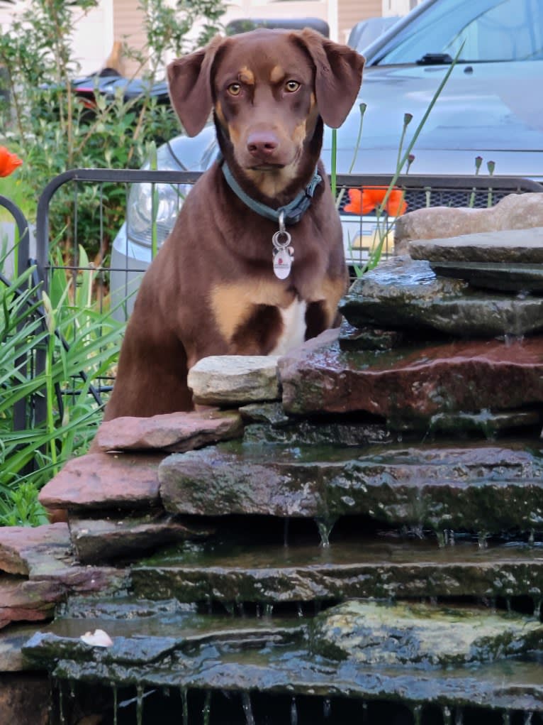 Koda, a Catahoula Leopard Dog and Basset Hound mix tested with EmbarkVet.com