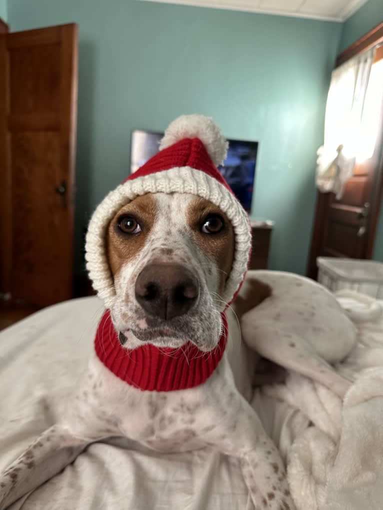 Texie, a Pointer and Llewellin Setter mix tested with EmbarkVet.com