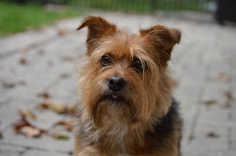 Charlie, a Yorkshire Terrier and Chihuahua mix tested with EmbarkVet.com