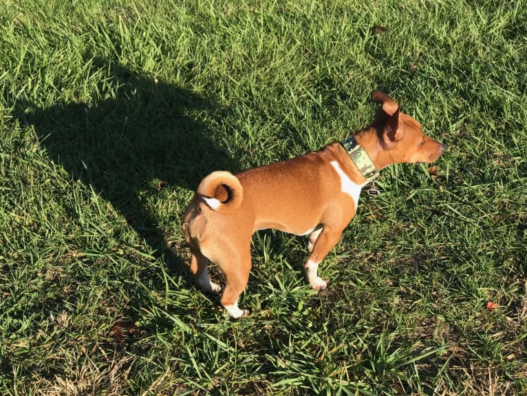 Romeo, a Taco Terrier tested with EmbarkVet.com