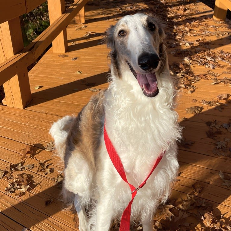 Shiloh, a Borzoi tested with EmbarkVet.com