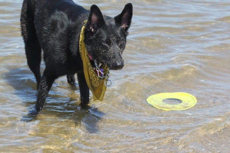 Roxy, a German Shepherd Dog tested with EmbarkVet.com