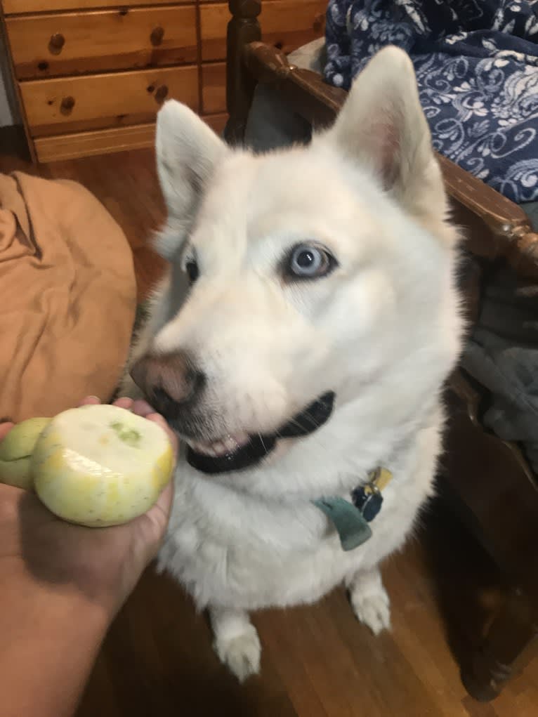 Mia, a Siberian Husky tested with EmbarkVet.com