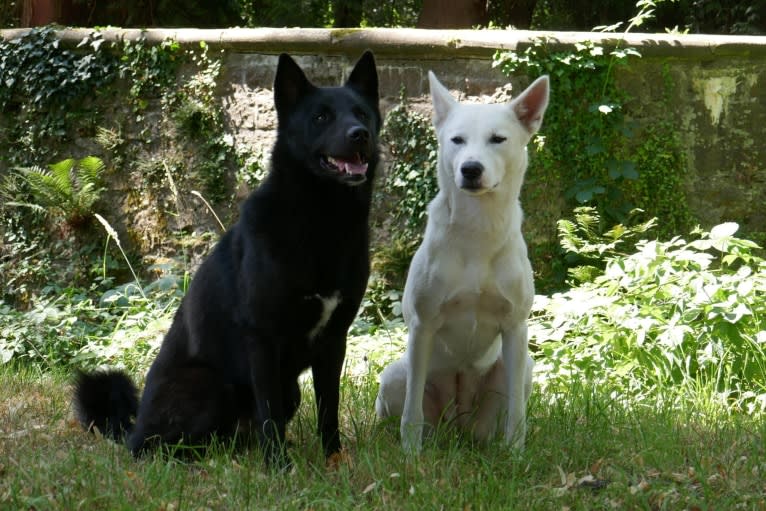 Suri, a Canaan Dog tested with EmbarkVet.com