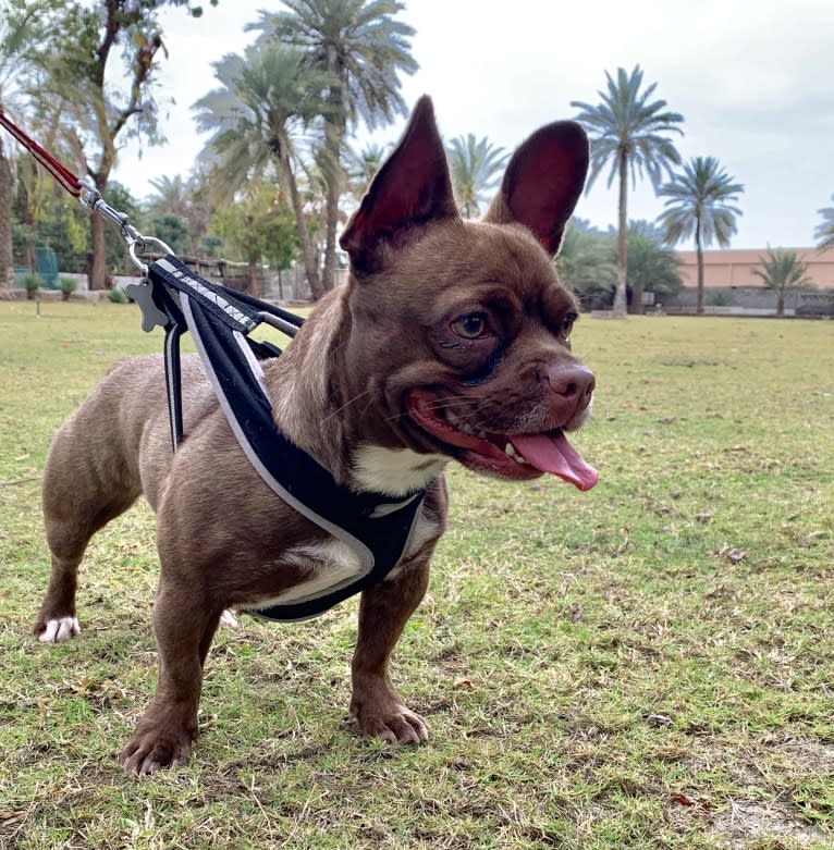 Kiki, a French Bulldog and Chihuahua mix tested with EmbarkVet.com