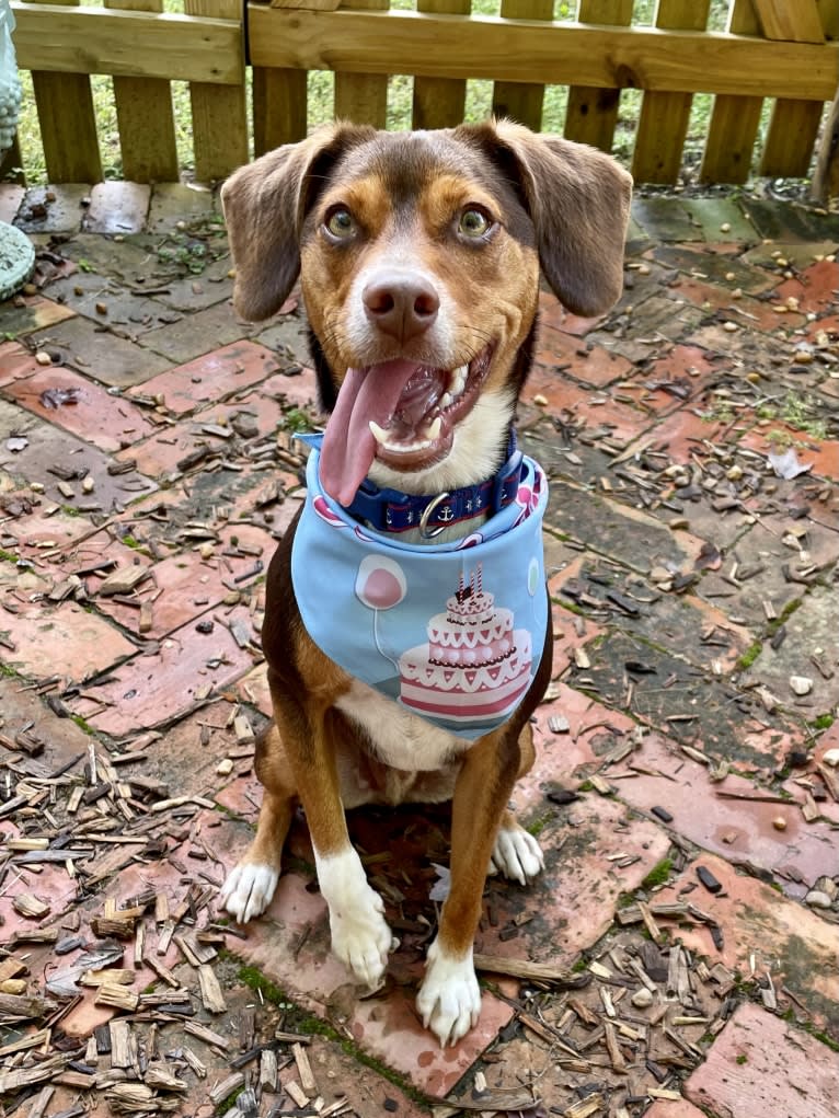 Beowulf, a Miniature Pinscher and Beagle mix tested with EmbarkVet.com