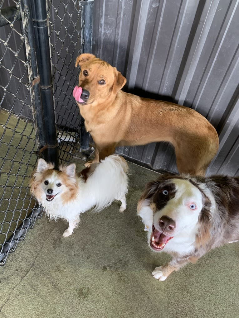 Ziggy, a Papillon and Maltese mix tested with EmbarkVet.com