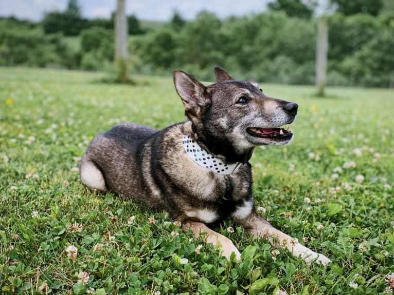 Gus, a Norwegian Elkhound and German Shepherd Dog mix tested with EmbarkVet.com