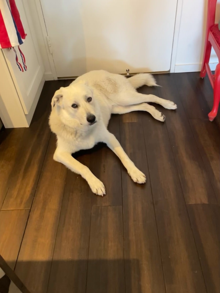 Lucky, a Great Pyrenees and German Shepherd Dog mix tested with EmbarkVet.com