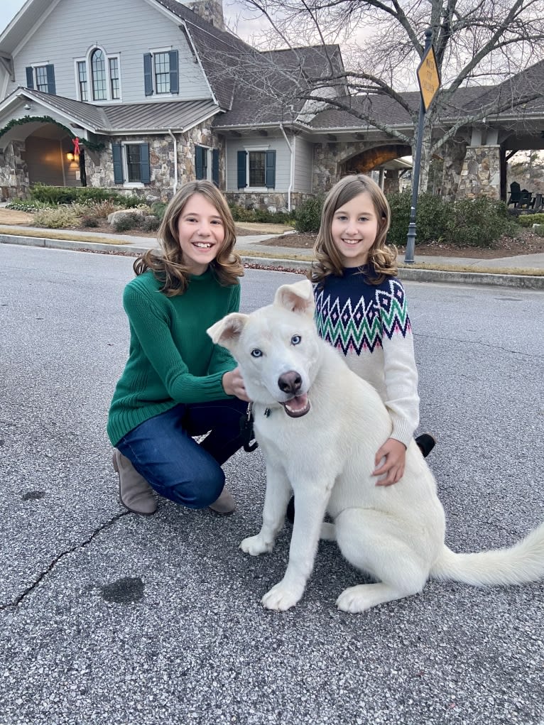 Dash, a Gerberian Shepsky (12.7% unresolved) tested with EmbarkVet.com