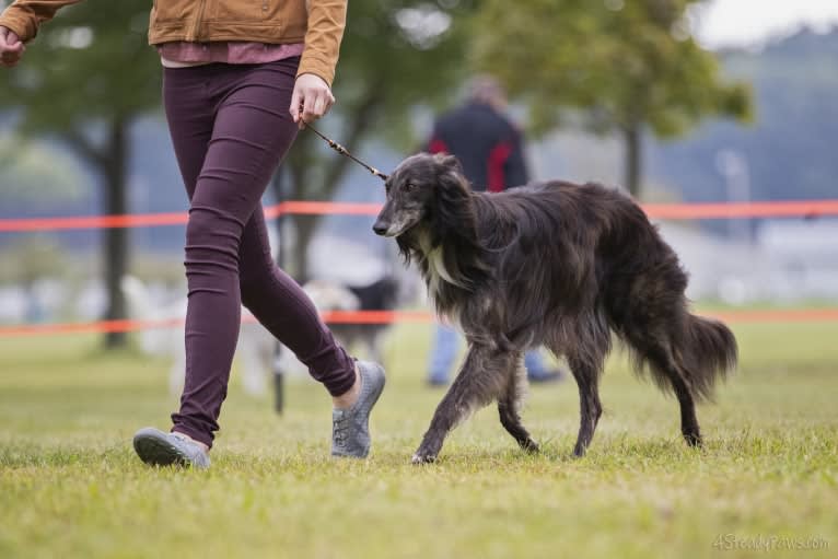 Cricket, a Silken Windhound tested with EmbarkVet.com