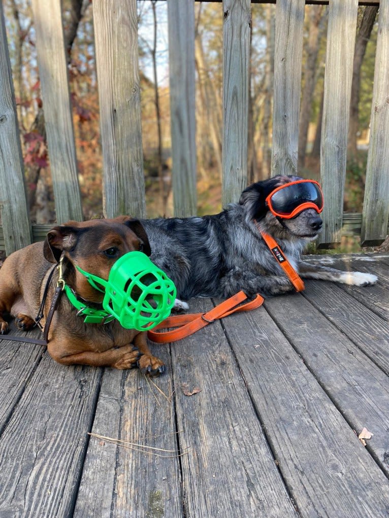 Dakota, an Australian Shepherd tested with EmbarkVet.com