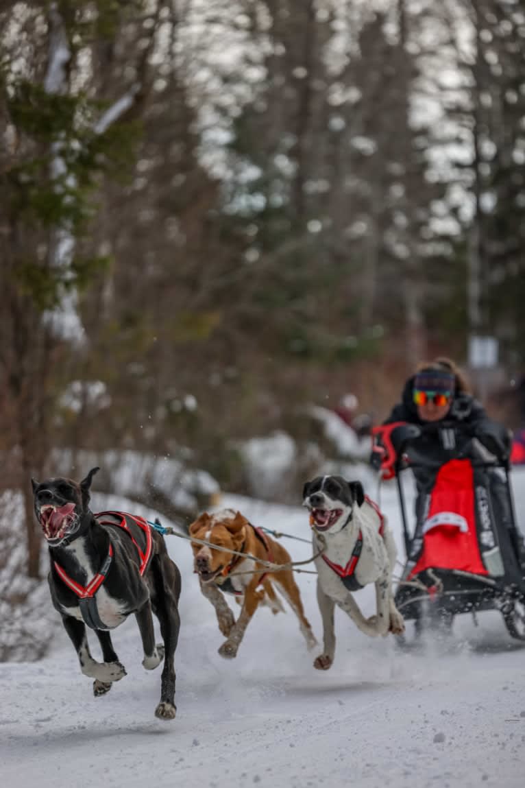 Astro Boots, an Alaskan-type Husky and German Shorthaired Pointer mix tested with EmbarkVet.com