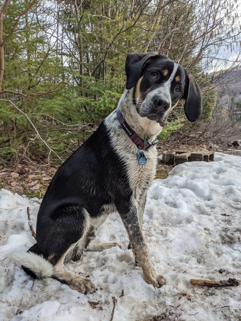 Crick, a Border Collie and Bluetick Coonhound mix tested with EmbarkVet.com