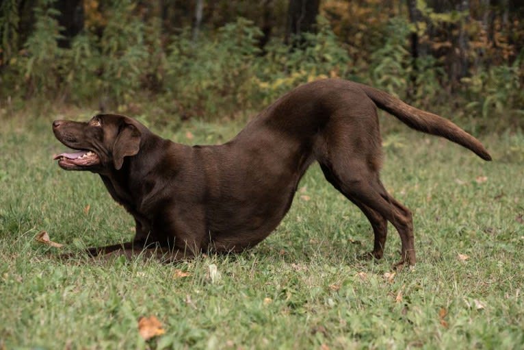 TILDEN'S THEIA, a Labrador Retriever and German Shorthaired Pointer mix tested with EmbarkVet.com