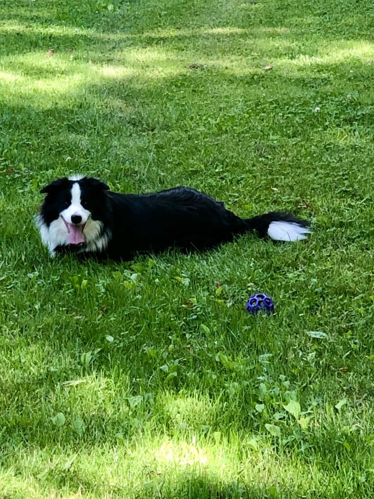 Angel, a Border Collie tested with EmbarkVet.com