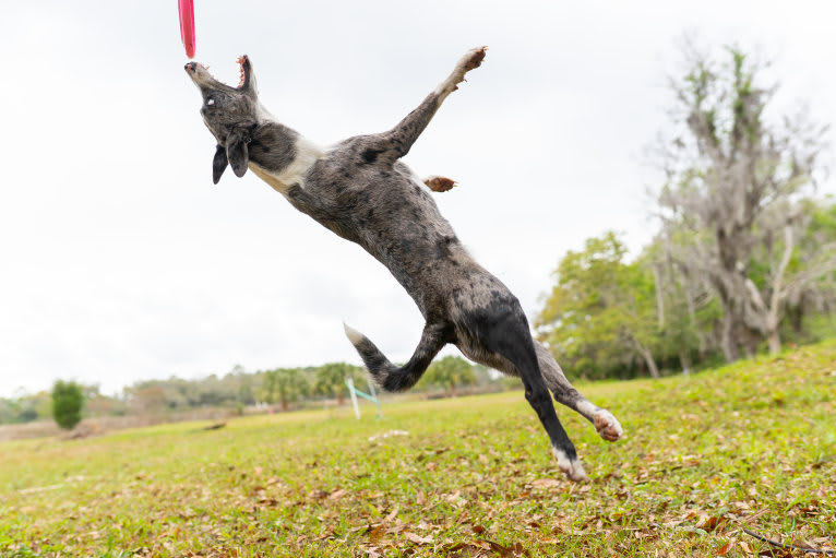 Fury, a Koolie tested with EmbarkVet.com