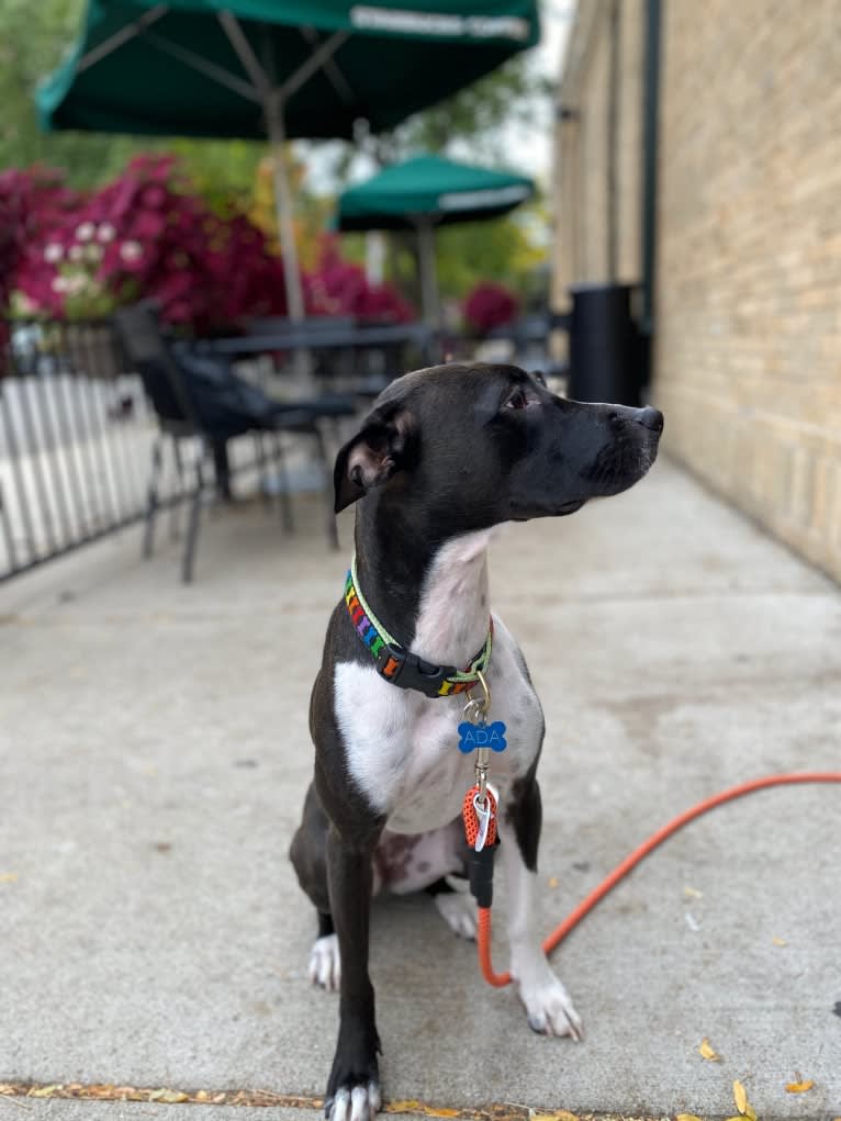 Ada, an American Pit Bull Terrier and Labrador Retriever mix tested with EmbarkVet.com