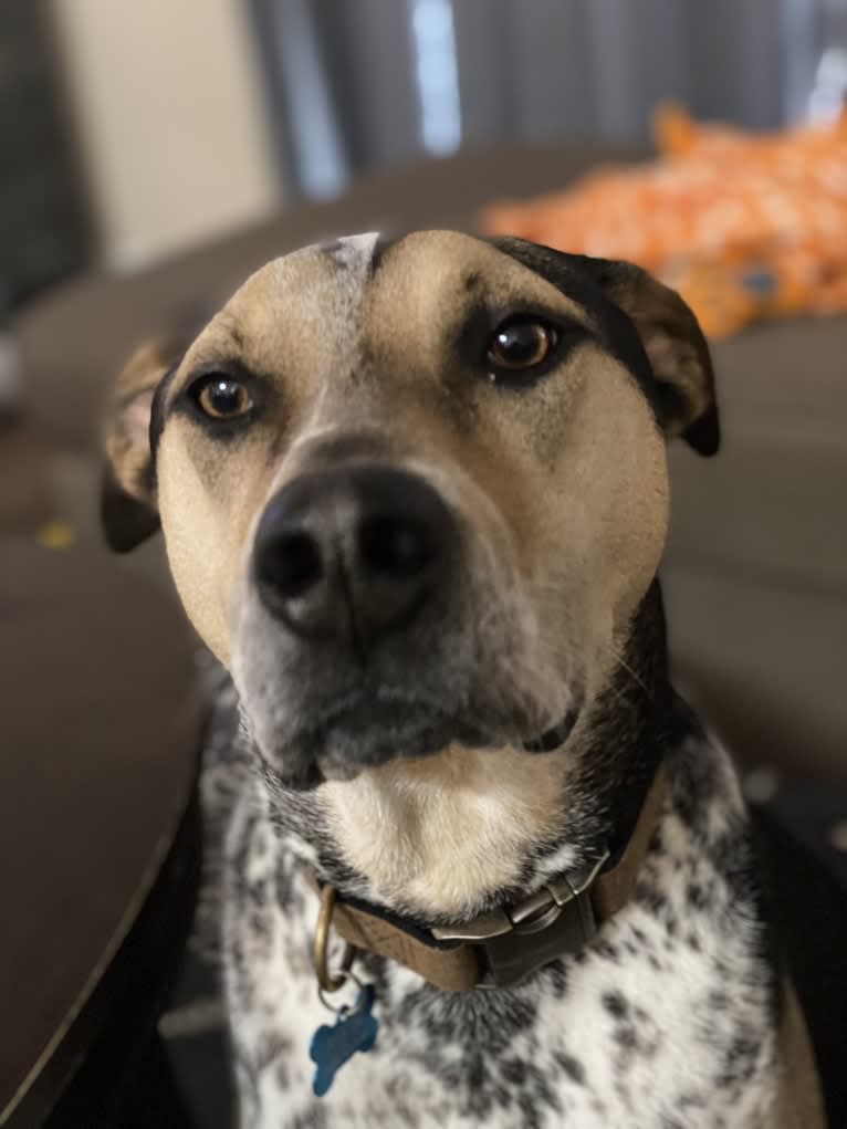 Major, an American Pit Bull Terrier and Australian Cattle Dog mix tested with EmbarkVet.com