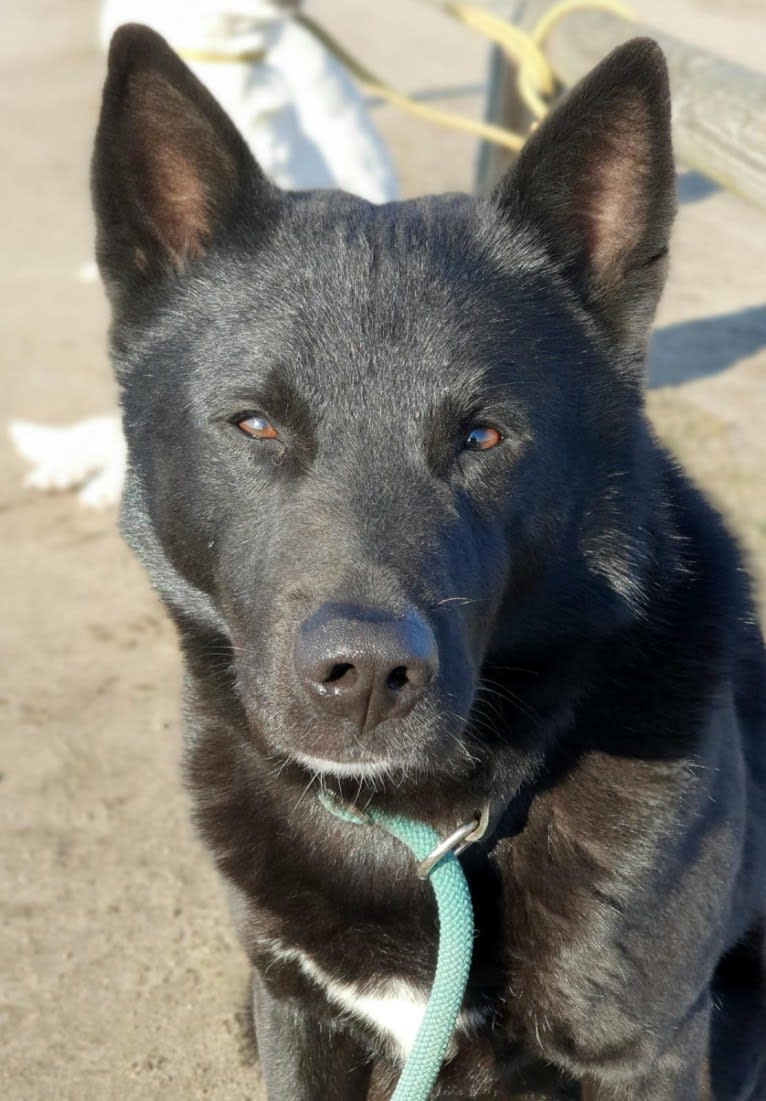 Moshae, a Canaan Dog tested with EmbarkVet.com