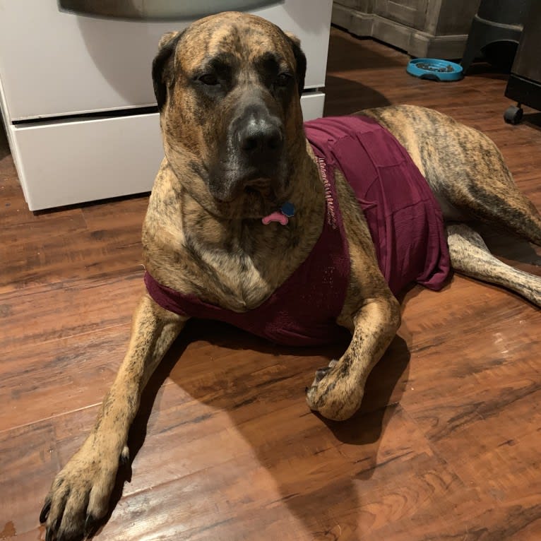Silas, a Mastiff and Great Dane mix tested with EmbarkVet.com