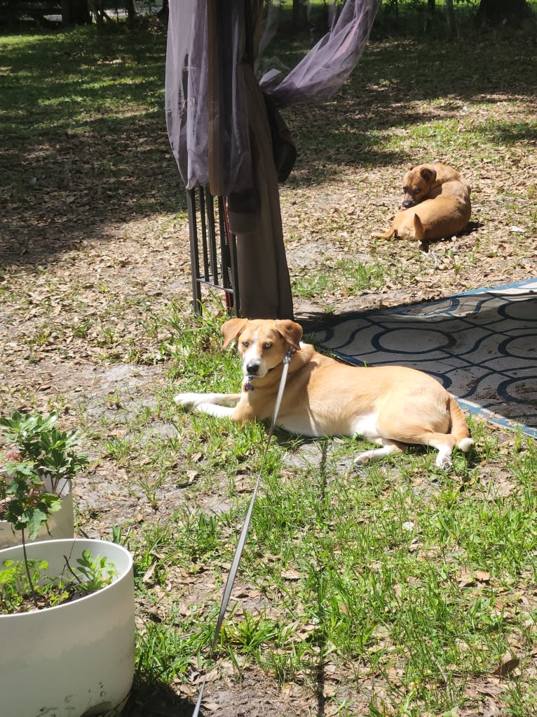 Charlemagne, an Australian Cattle Dog and Beagle mix tested with EmbarkVet.com