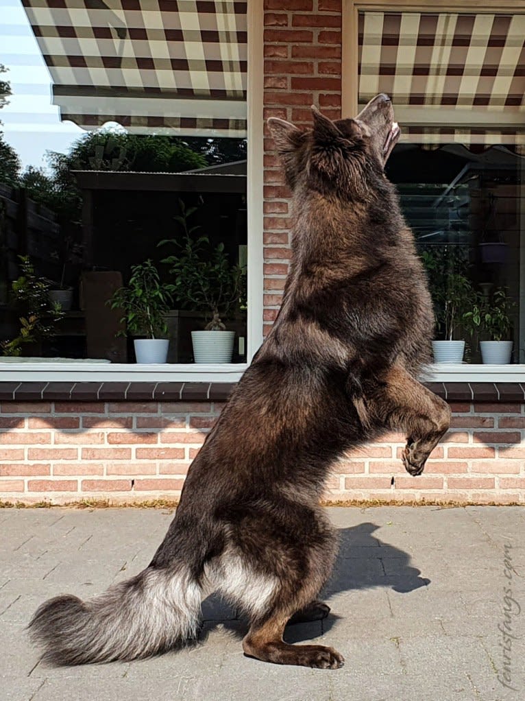 VERGIL, a German Shepherd Dog tested with EmbarkVet.com