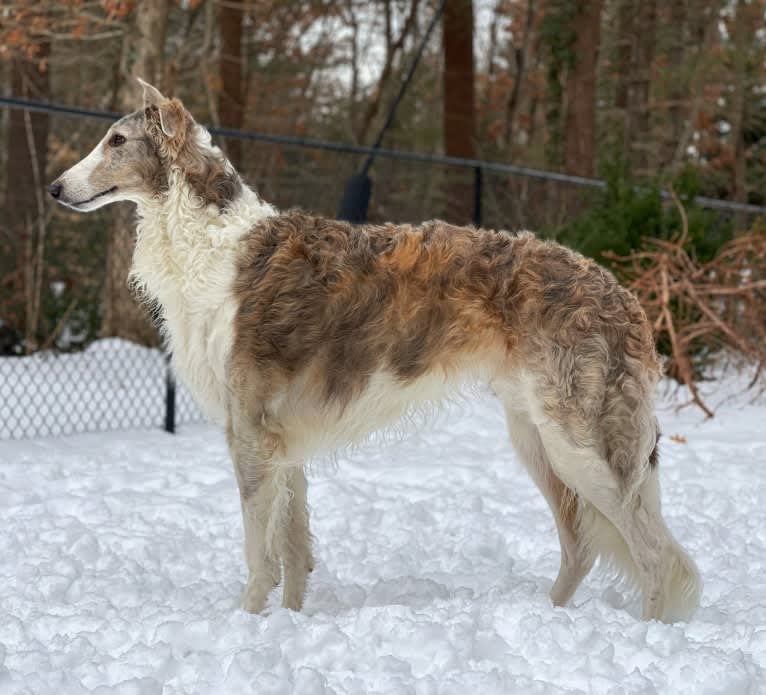 Shiloh, a Borzoi tested with EmbarkVet.com