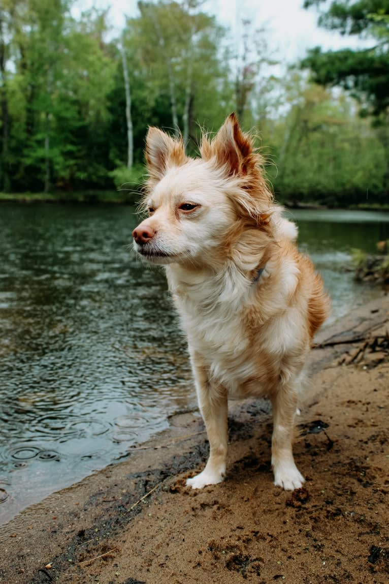 Max, a Pomchi tested with EmbarkVet.com