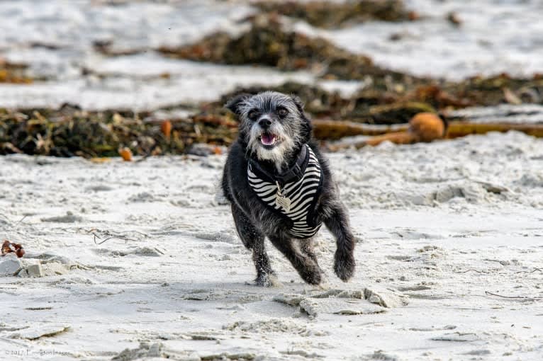 Scruffy, a Poodle (Small) and Chihuahua mix tested with EmbarkVet.com