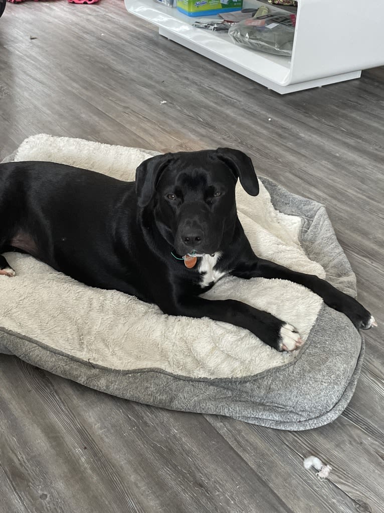 Aurora, an American Pit Bull Terrier and Labrador Retriever mix tested with EmbarkVet.com