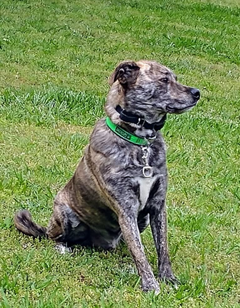 Roadie, a Labrador Retriever and Rottweiler mix tested with EmbarkVet.com