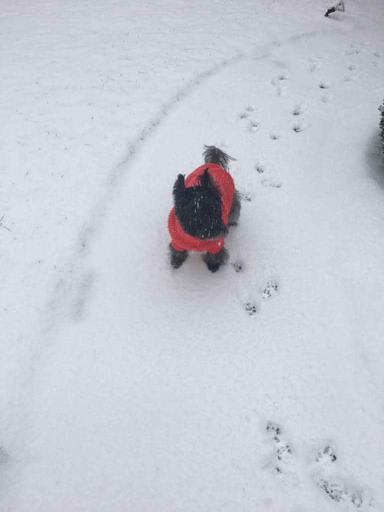 Tobi, a Cairn Terrier tested with EmbarkVet.com