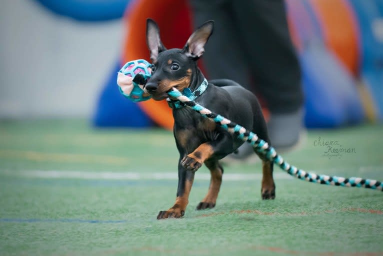 Photo of Basil, a Manchester Terrier (Toy), Russell-type Terrier, Rat Terrier, and Mixed mix in Czech Republic