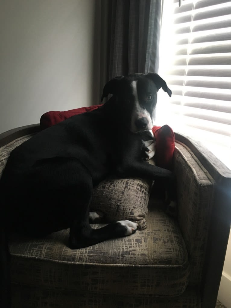 Frank Shore, an Australian Cattle Dog and Labrador Retriever mix tested with EmbarkVet.com