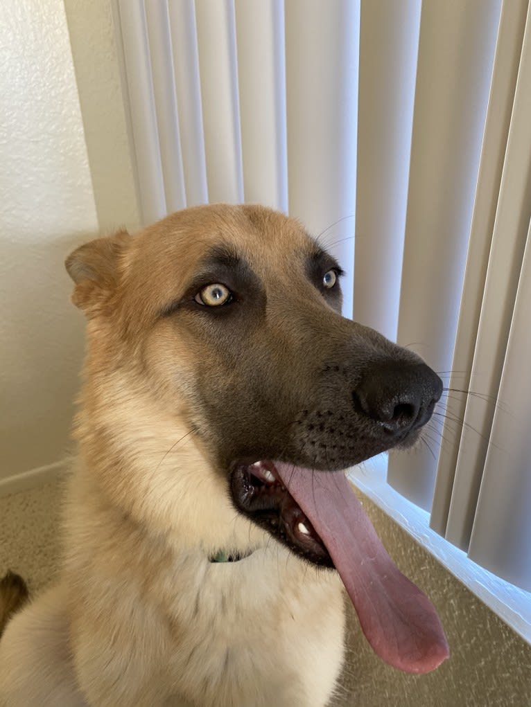 Boban, a German Shepherd Dog and Great Pyrenees mix tested with EmbarkVet.com