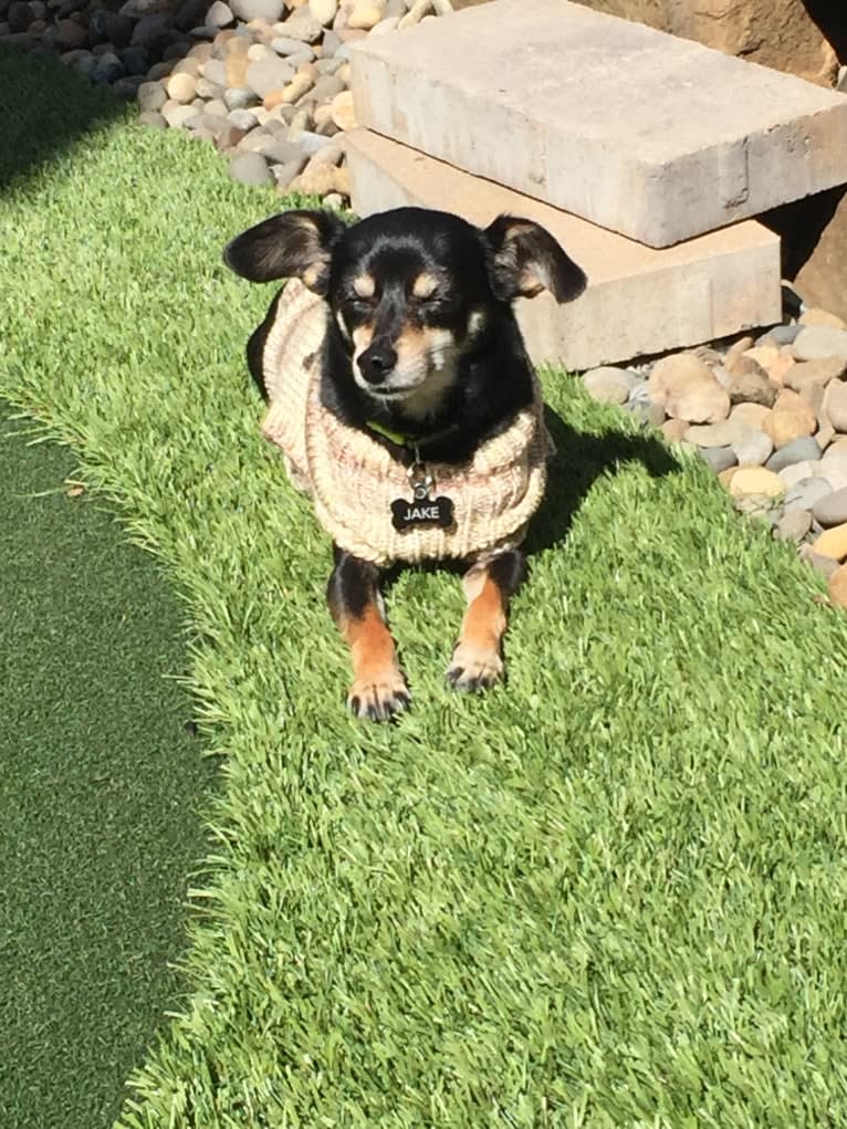 Jake, a Chihuahua and Dachshund mix tested with EmbarkVet.com