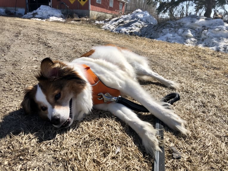 Cooper, an Australian Cattle Dog and Shih Tzu mix tested with EmbarkVet.com