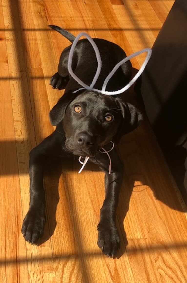 Grace, a Labrador Retriever and American Foxhound mix tested with EmbarkVet.com