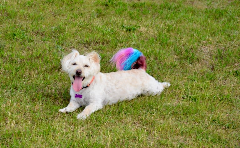 Penny, a Pomeranian and Poodle (Small) mix tested with EmbarkVet.com