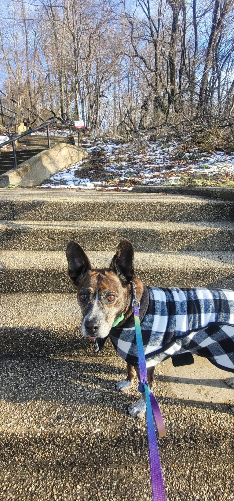 Rosie, a Boston Terrier and Basset Hound mix tested with EmbarkVet.com