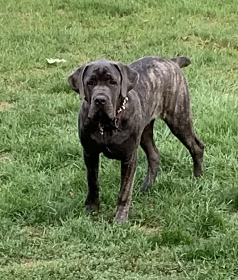 Rocco Roman Hughes, a Cane Corso tested with EmbarkVet.com